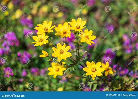 Yellow Wildflowers in the Ethiopian Highlands Stock Image - Image of ...