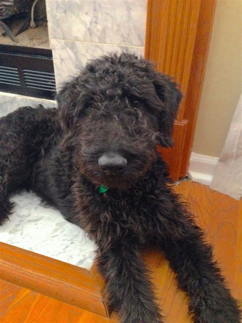 Mini Airedale Terrier Poodle Mix - Pets Lovers