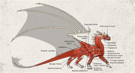 What Exactly Is Dragon Anatomy, And What Is It Based On?