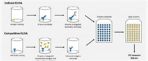 Elisa Enzyme Linked Immunosorbent Assay | SexiezPix Web Porn