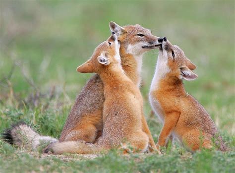 Fox Cubs - Foxes Photo (40333234) - Fanpop