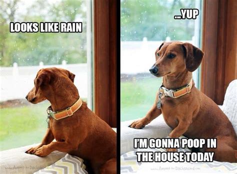 24 Dachshund Memes That Will Totally Make Your Day - SayingImages.com