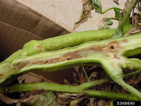 Bacterial Wilt and Canker of Tomato | Minnesota Department of Agriculture