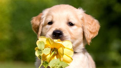 Retriever Puppy Petals Wallpaper,HD Animals Wallpapers,4k Wallpapers ...