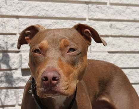 Doberman Pitbull Mix | A Cross Breed