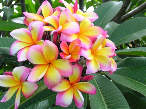 Aussie Confetti Plumeria - Florida Colors Nursery