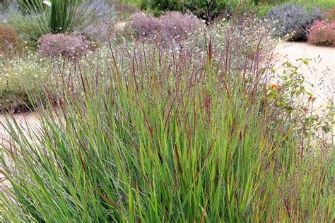 Panicum virgatum 'Shenandoah' (Switch Grass) - Burgundy Foliage Grass ...