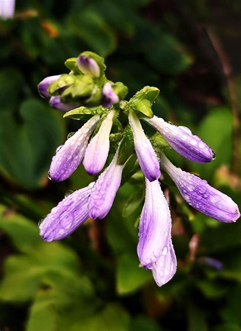 Rain drops on flowers : r/naturephotography