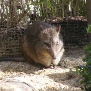 Long-Nosed Potoroo - Facts, Diet, Habitat & Pictures on Animalia.bio