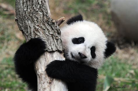 Baby Panda Bear Wallpapers