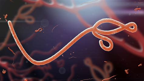 Ebola Virus Disease (Ebola) - Sintomas at Sanhi | Mediko.ph