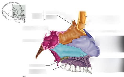 Lab 5: Nasal cavity- roof, floor Diagram | Quizlet