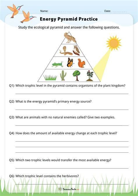 Energy Pyramid Worksheet 5th Grade