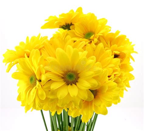 Beautiful yellow flowers stock image. Image of nursery - 2149739