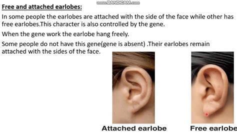 Free Earlobes And Attached Earlobes | Lemonwho