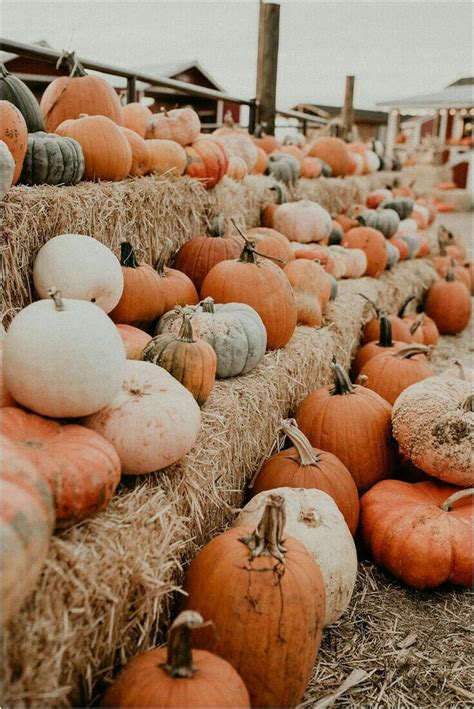 pumpkins! | Cute fall wallpaper, Fall wallpaper, Autumn inspiration