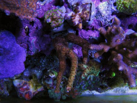 New Top Down Underwater Shot - Community Photos - Nano-Reef Community