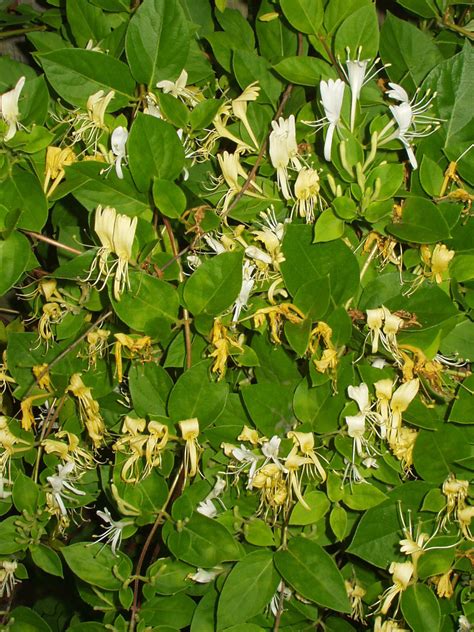 Lonicera japonica - Wiktionary, the free dictionary