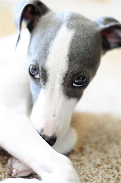 16 Best images about Greyhound on Pinterest | Carpets, Mondays and ...