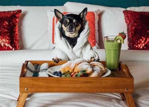 Fancy Reviewing The World's Best Dog-Friendly Hotels With Your Pooch?