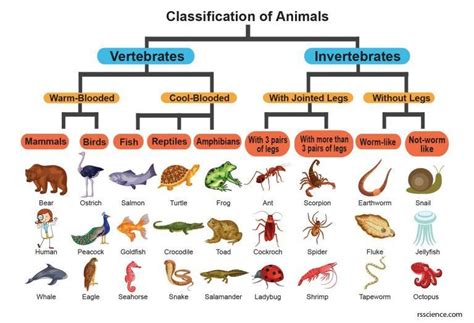 Kingdom animalia classification characteristics and evolution – Artofit