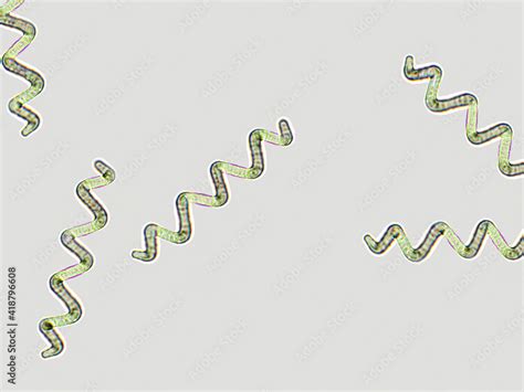 Spirulina Microscope