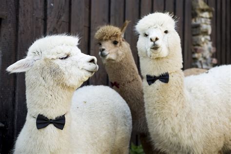 40 Adorable Alpaca Photos to Make You Smile | Reader's Digest