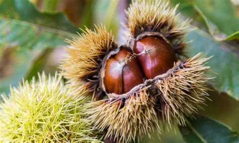 Chinese Chestnut vs American Chestnut: Is There a Difference?