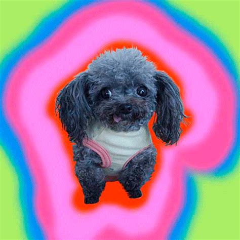 cute puppies trippy gif | WiffleGif