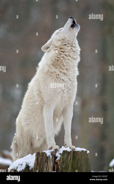 Arctic Wolf Howling