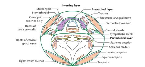 Easy Notes On 【Deep Cervical Fascia – Fascia Colli】