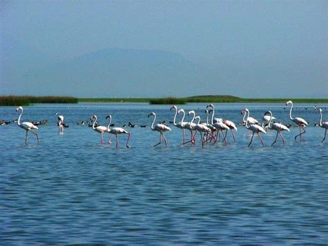 Chilika Lake & Sanctuary, Puri - Timings, Boating, Best time to visit