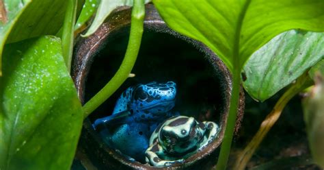 Blue Poison Dart Frog Habitat