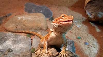 Bearded Dragon Temperature 101 - Best Temperatures For Your Beardie ...