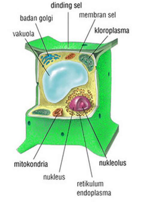 Bagian Sel Tumbuhan dan Fungsinya
