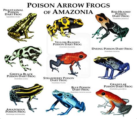 Poison Arrow Frogs of Amazonia Poster Print - inkart