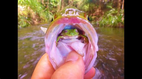 FNQ Jungle Perch and Sooty Fishing - YouTube