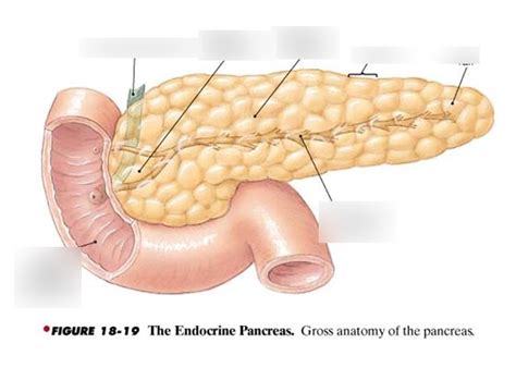 Pancreas Diagram | Quizlet