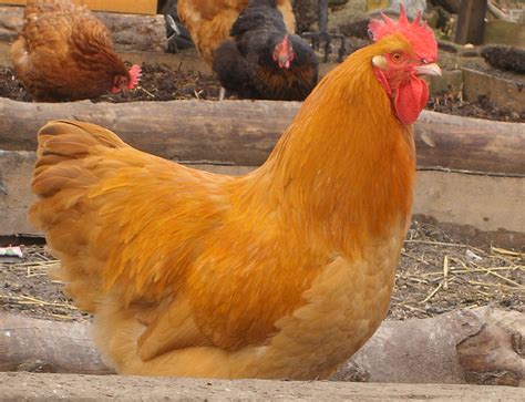 Sussex For Sale | Chickens | Breed Information | Omlet