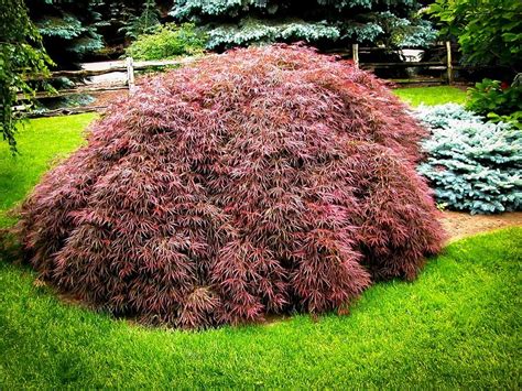 Tamukeyama Japanese Maple | The Tree Center™