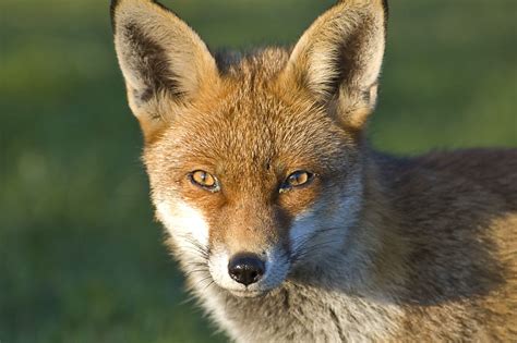 Red Fox Senses | Wildlife Online