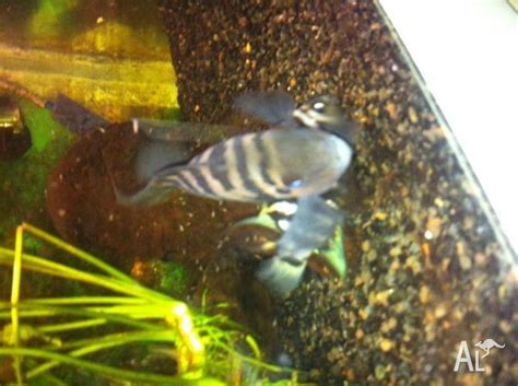 Convict cichlid breeding pair for Sale in WYNN VALE, South Australia ...