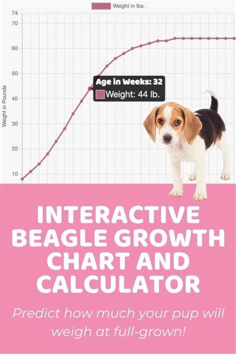 Beagle Size Guide, Chart, and Calculator: How Big Do Beagles Get?