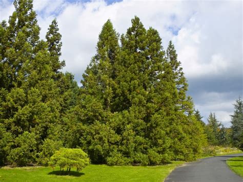 Cryptomeria japonica (Japanese Cedar, Japanese Cryptomeria) | North ...