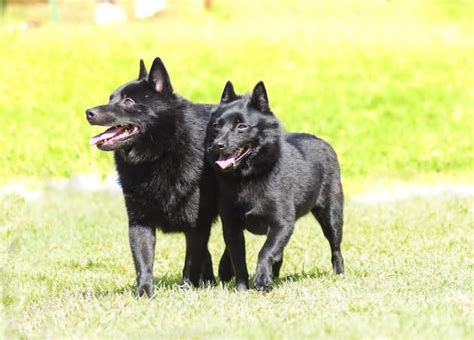 Schipperke Temperament and More (Puppies, Price, Breeders, etc)