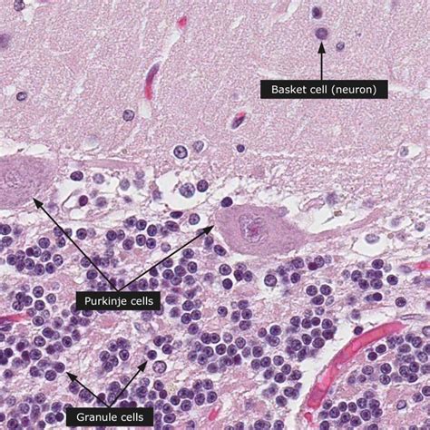 Brain Histology Labeled