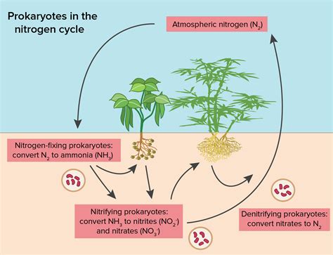 Explain Different Steps of Nitrogen Cycle