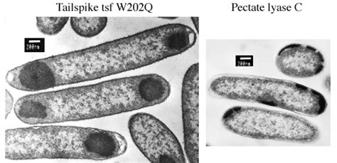 Inclusion Body Formation