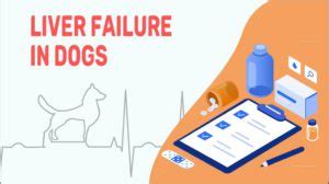 Liver Failure In Dogs - Symptoms & Causes - Petmoo