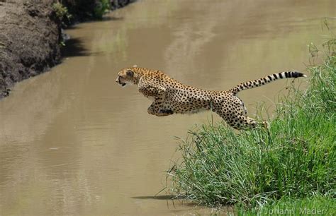 Cheetah jump - OutdoorPhoto Gallery | Animali, Gatti